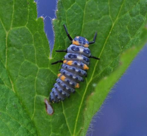 Réf. 324 411 : Coccinella septempunctata